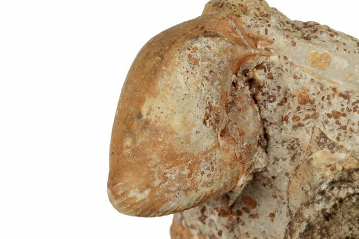 Jurassic Heteromorph Ammonite (Oecoptychius) Fossil - France #189522